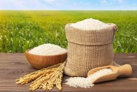 واردات برنج خارجی به ضرر تولید داخلی است
